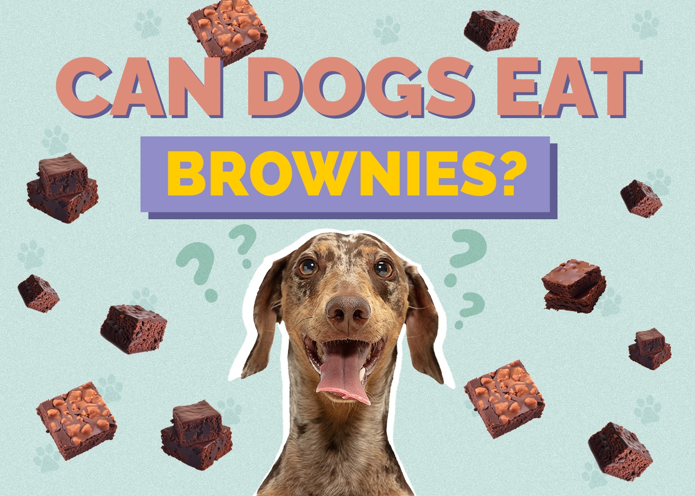 Can Dogs Eat Brownies? Vet Reviewed Facts & FAQ