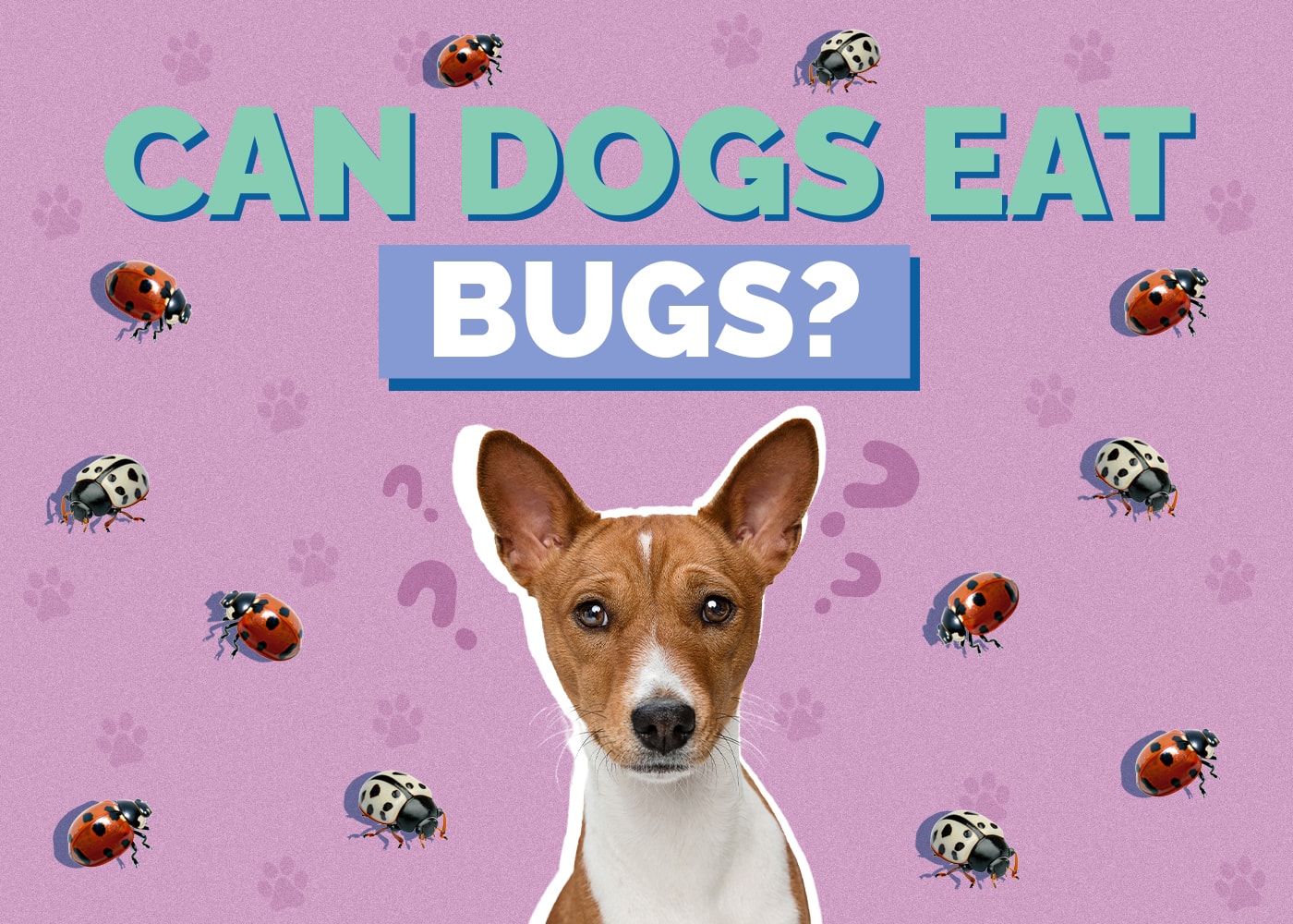 Can Dogs Eat Bugs? Keep Your Dog Safe!