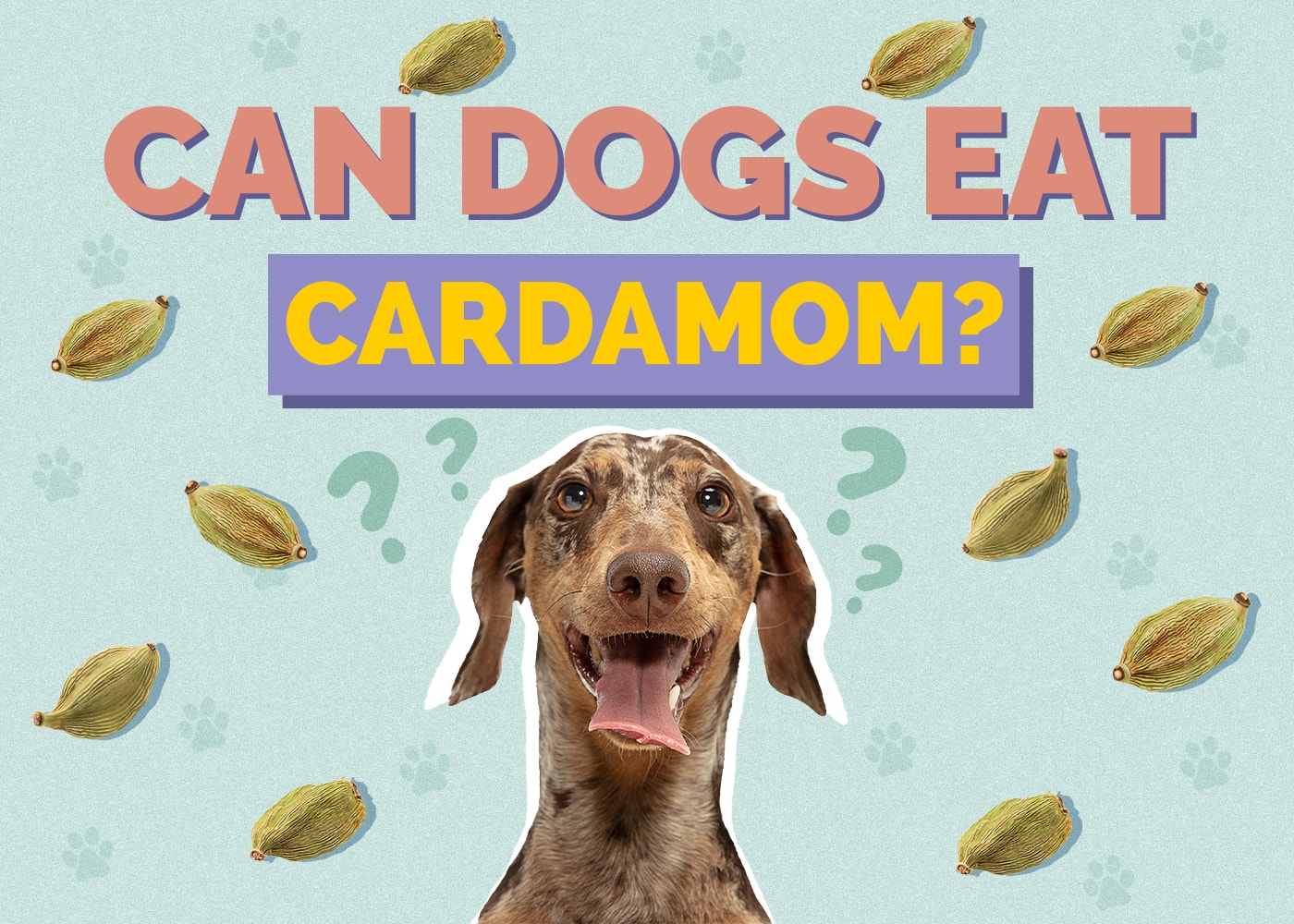 Can Dogs Eat Cardamom? Vet Reviewed Facts & FAQ