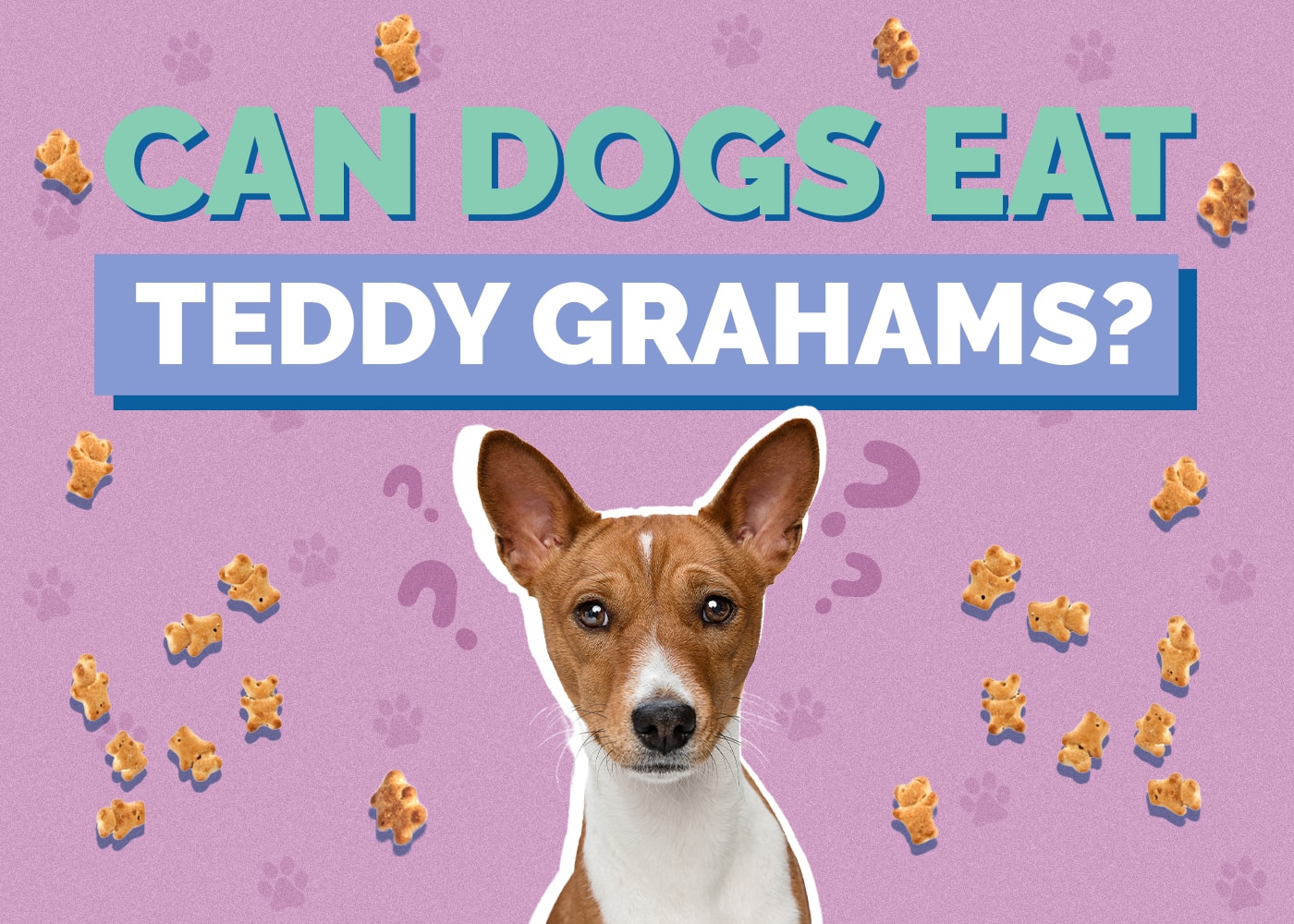Can Dogs Eat Teddy Grahams? Health Concerns Reviewed