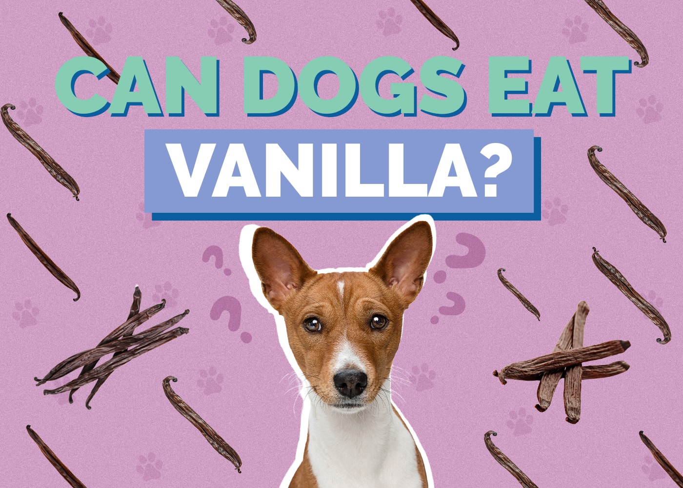 Can Dogs Eat Vanilla? Vet-Approved Facts & FAQs