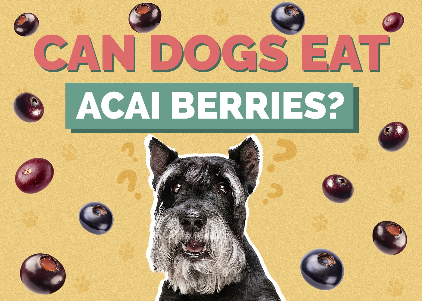 Can Dogs Eat Acai Berries? Vet Reviewed Risks & Tips