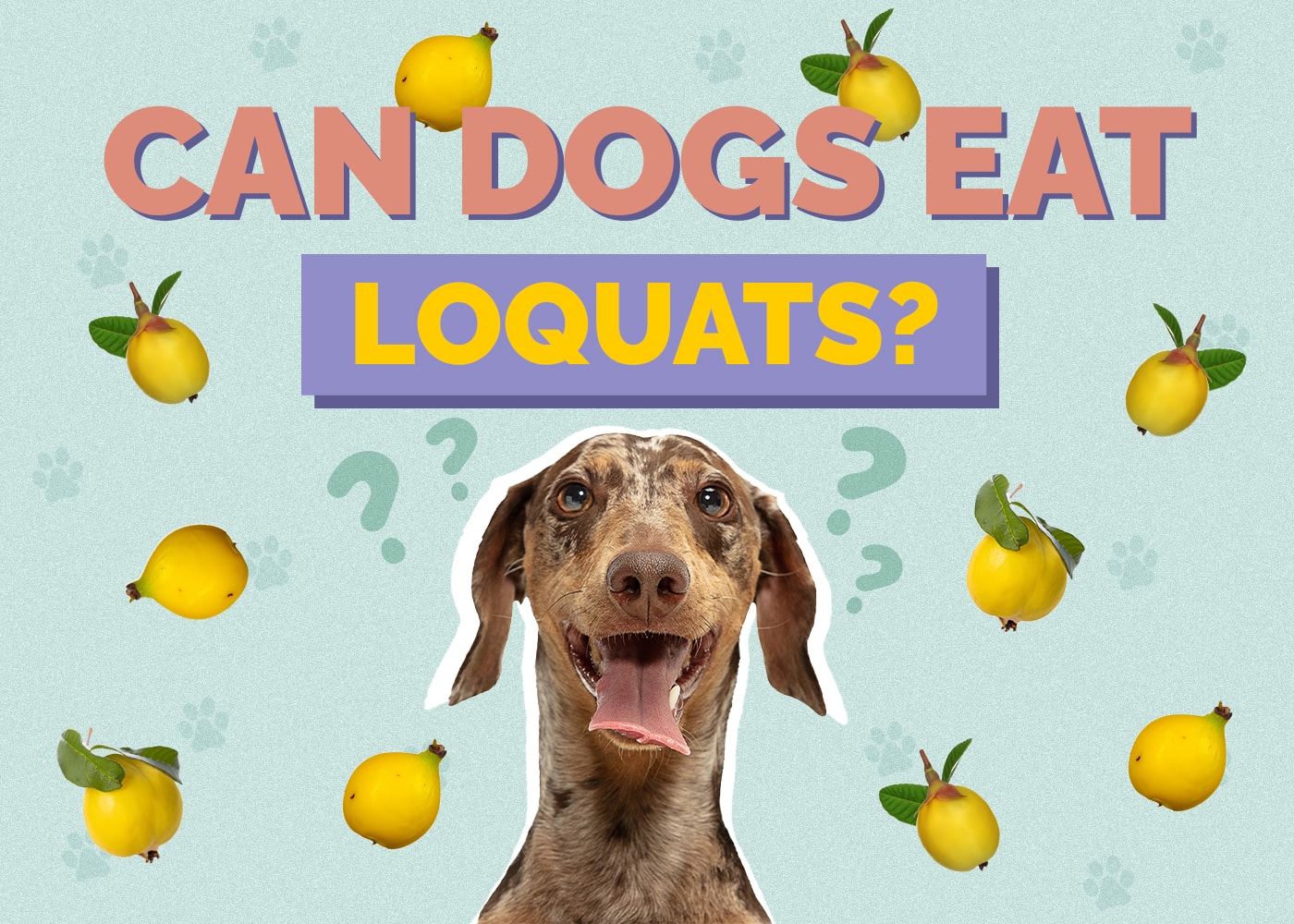Can Dogs Eat Loquats? (Vet Reviewed Facts & FAQ)