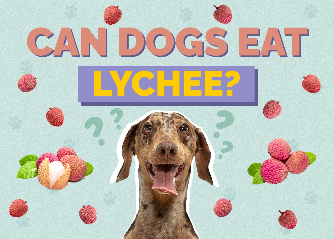 Can Dogs Eat Lychee? What The Science Says!