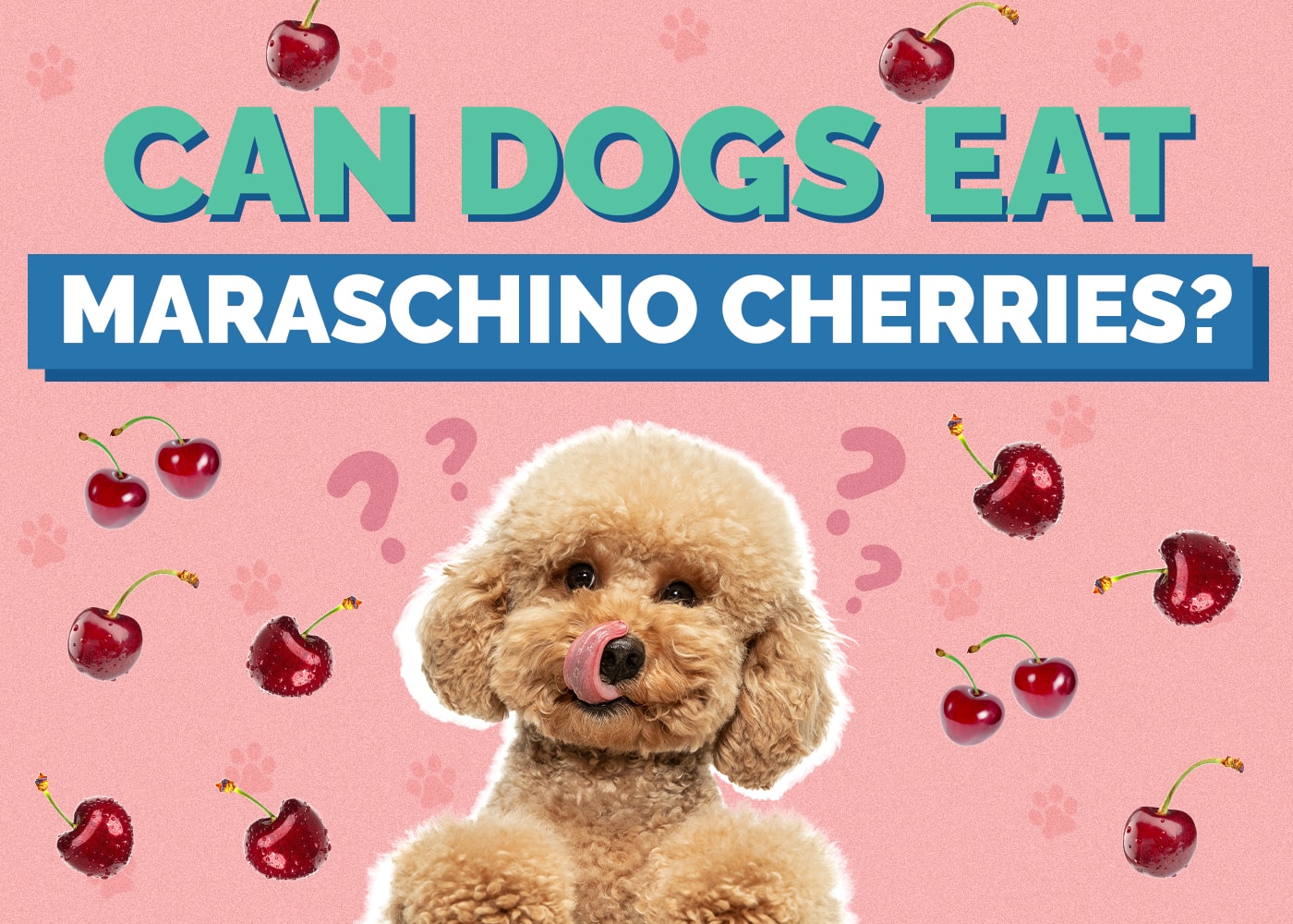 Can Dogs Eat Maraschino Cherries? Know How Healthy They Are!