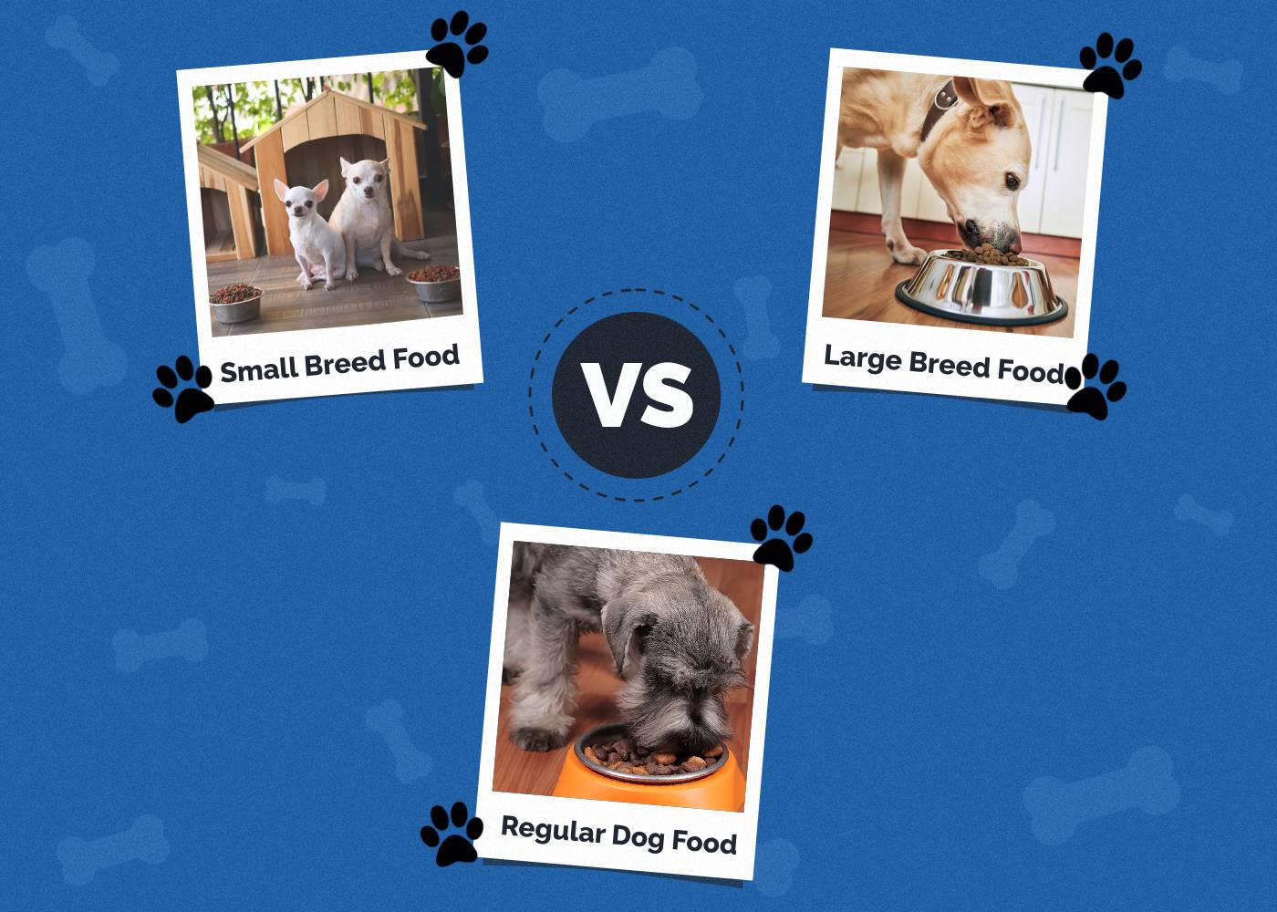 Small Breed vs Large Breed vs Regular Dog Food: Vet-Verified Facts & Info