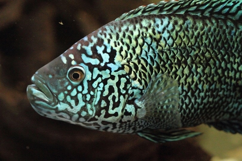 Jack Dempsey Fish: Care Guide, Types, Lifespan, Pictures & More