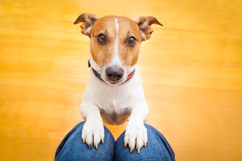 How to Stop Your Dog from Begging for Food : 9 Vet-Approved Tips & Tricks