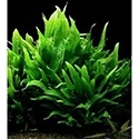 Java Fern