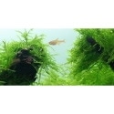 Java Moss
