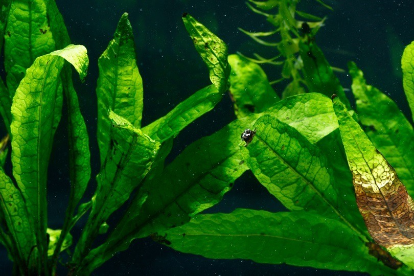 Java Fern: Care, Tank Size, Planting & Growing