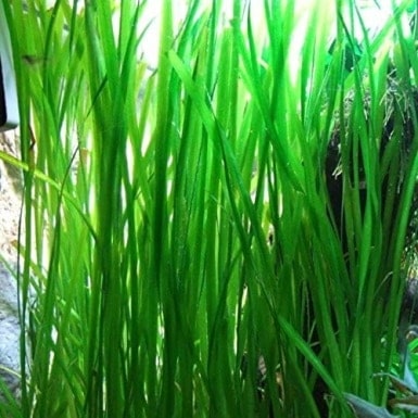 Jungle Vallisneria Rooted Plants