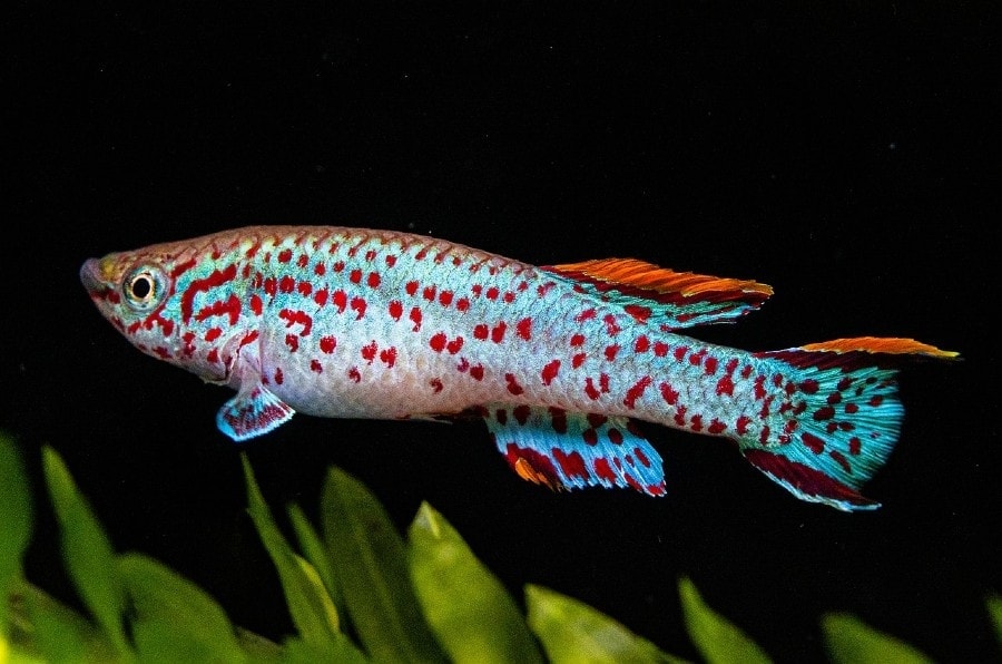 12 Great Tank Mates for Killifish: Compatibility Guide 2026