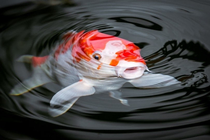 Koi Fish: Types, Care Tips, Lifespan & Facts (With Info & Pictures)