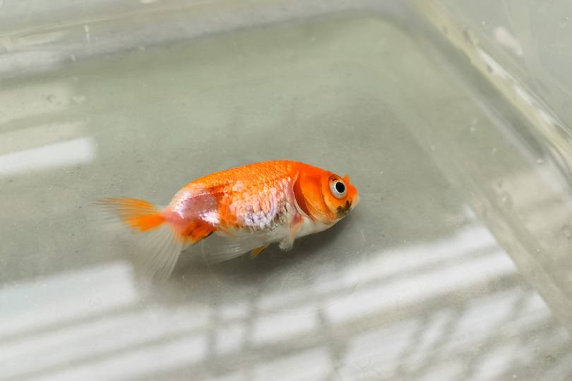 Goldfish Fungus Diseases: Symptoms & Treatment (with Pictures)