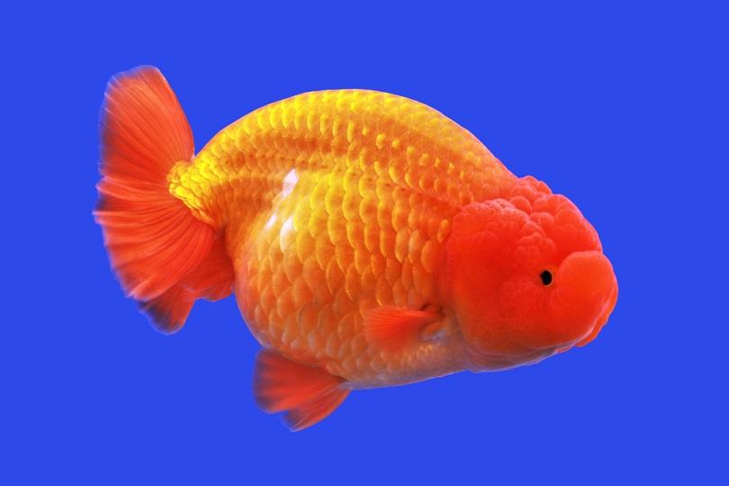 Lionhead Goldfish: Pictures, Lifespan, Care & Breeding Tips (Ultimate Guide)