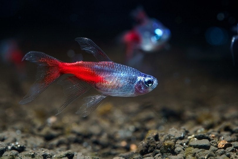 16 Exotic Freshwater Fish to Keep at Home (With Pictures)