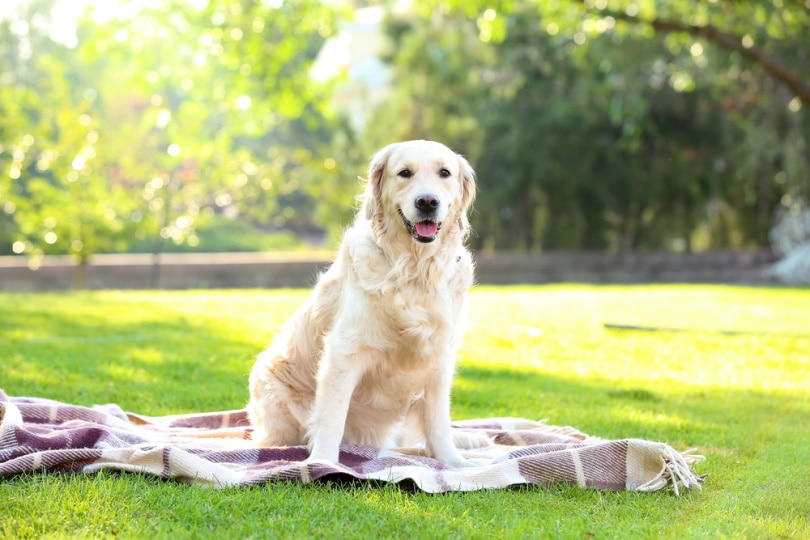 10 Amazing Off-Leash Dog Parks in the UK: 2026 Update