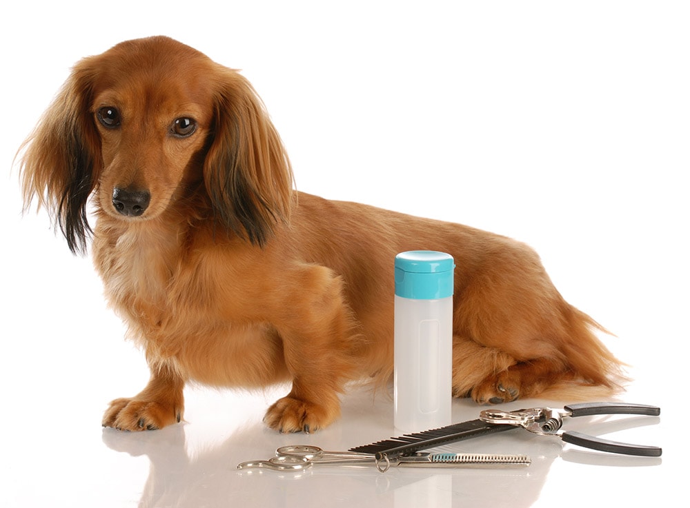 7 Longhaired Dachshund Grooming Tips That Work