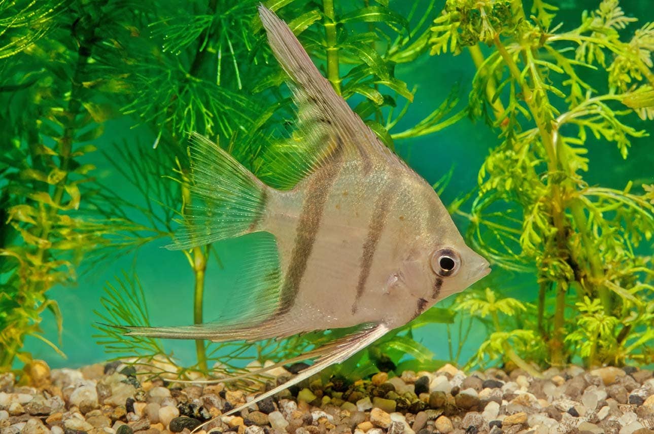 14 Best Tank Mates for Angelfish (With Pictures)