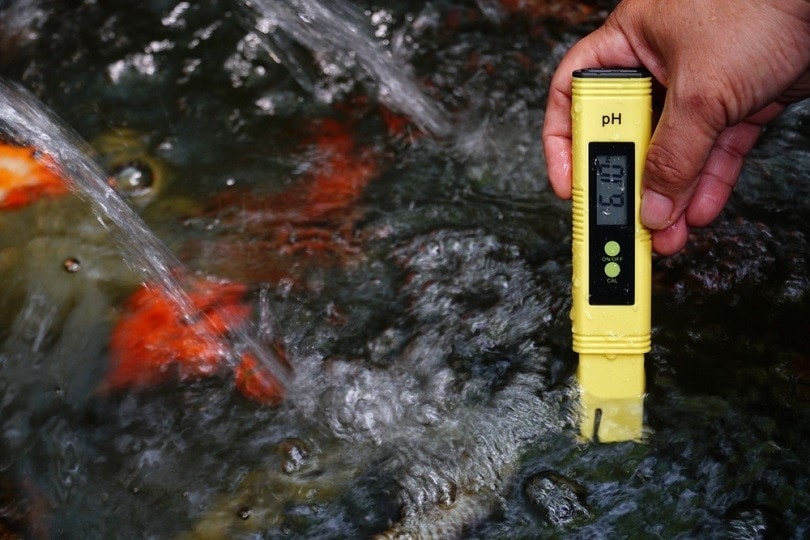 Ideal pH Level for Betta Fish: Our Vet Explains