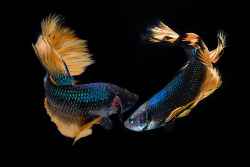Paradise Betta: Care Guide, Pictures, Lifespan & More