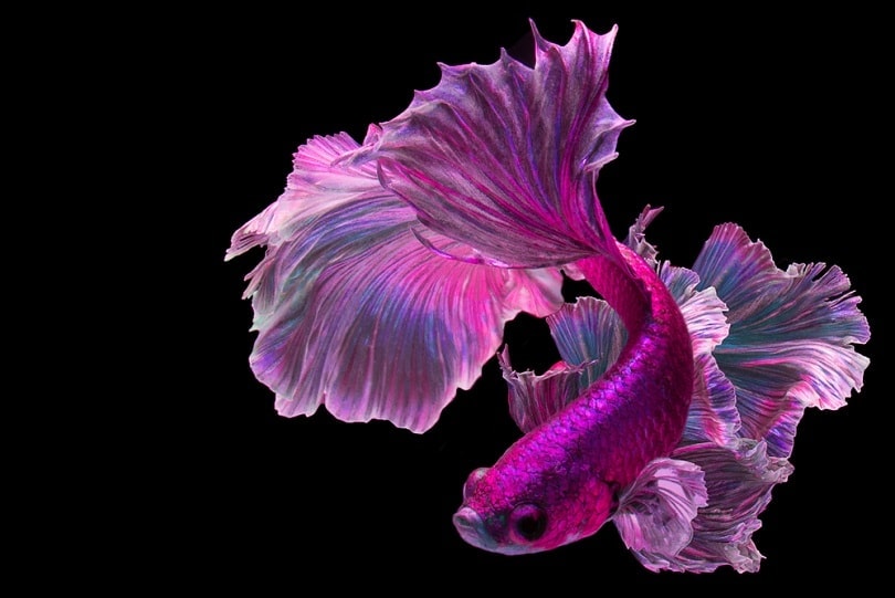 Pink Betta Fish: Care Guide, Pictures, Varieties, Lifespan & More