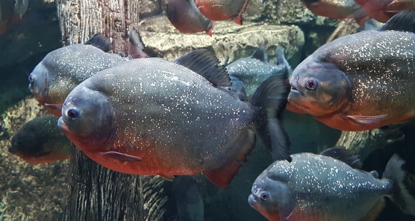 26 Most Aggressive Freshwater Aquarium Fish (With Pictures)