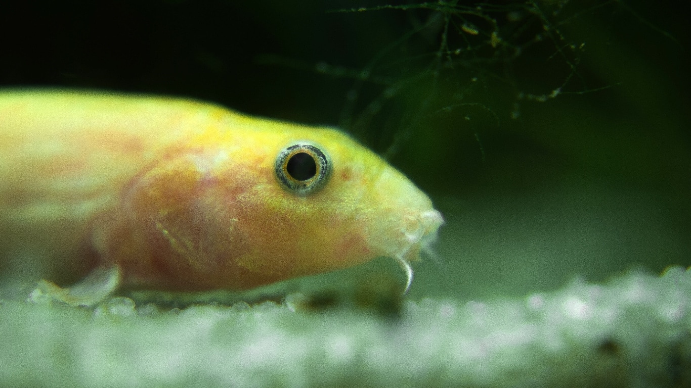 10 Safe Tank Mates for Dojo Loaches: Compatibility Guide 2026