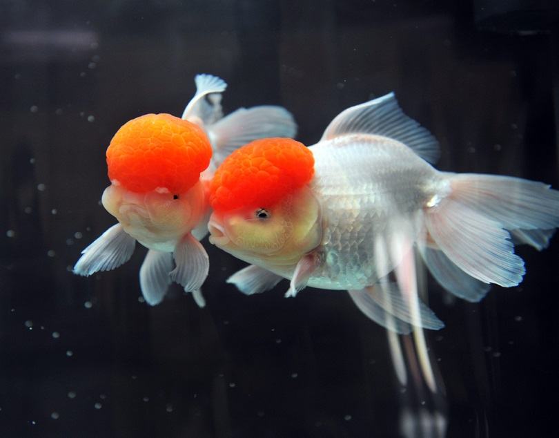 Do Goldfish Need Light? And Darkness? How Much Of Each?