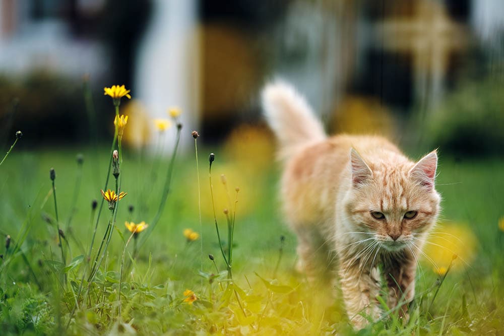How Far Can a Cat Travel in One Day? Roaming Habits Explained