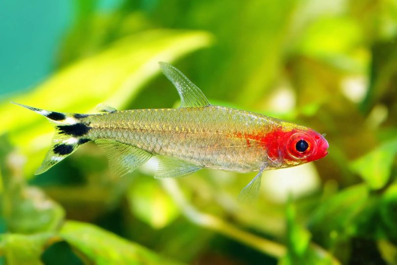 Rummy Nose Tetra: Vet-Approved Care, Pictures, Food, Lifespan & Tank Setup Info