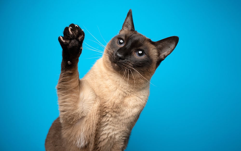How Common Is Cat Scratch Fever (Cat Scratch Disease)