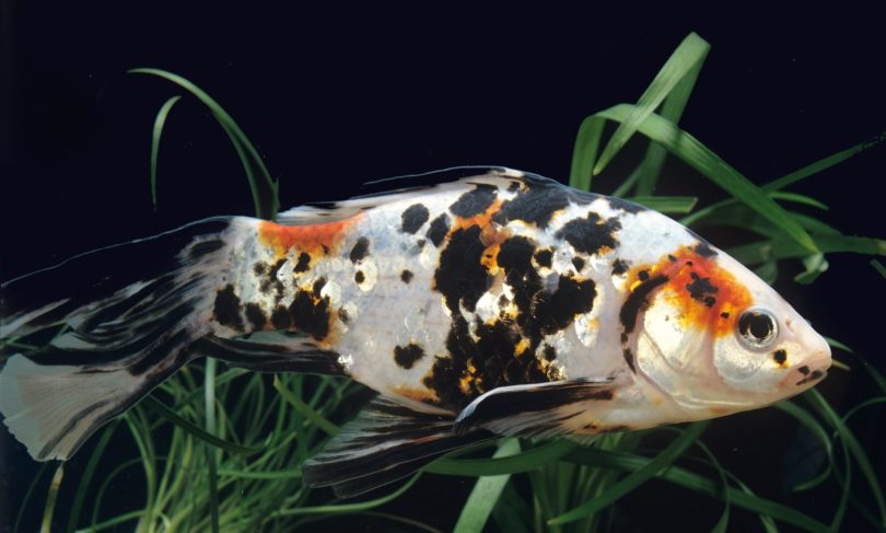 Shubunkin Goldfish: The Ultimate Care Guide (+ Size, Breeding, Lifespan)