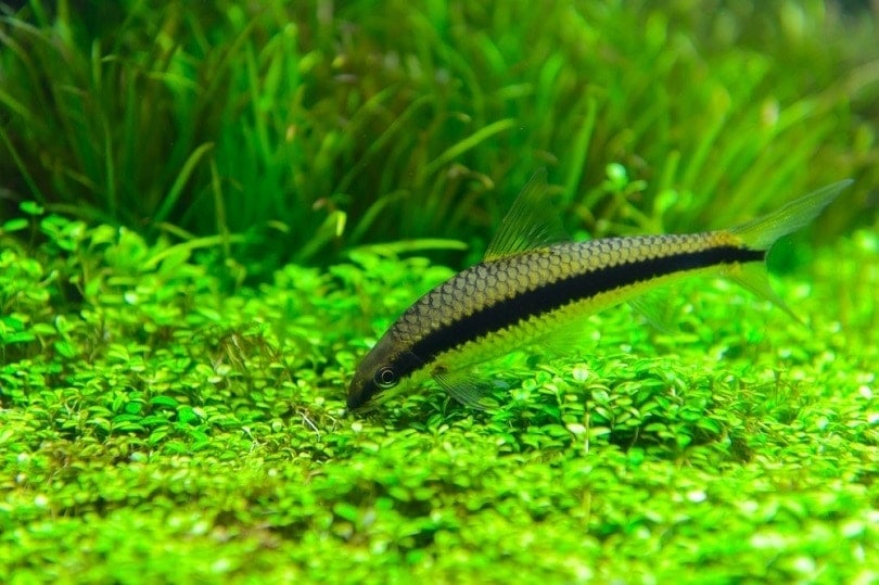 9 Best Algae Eater Fish to Help Keep Your Tank Clean (With Pictures)