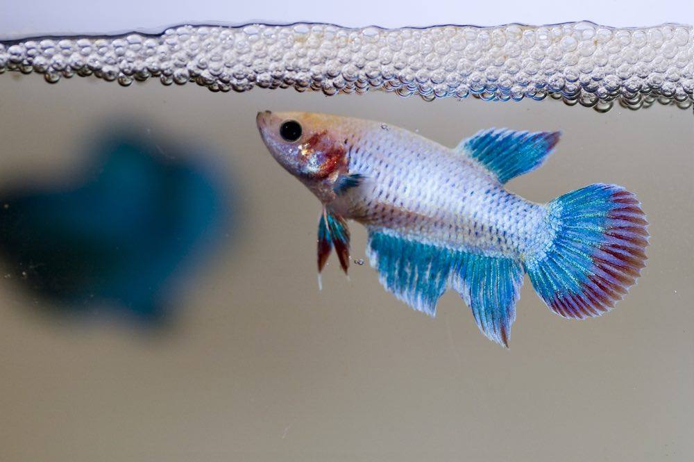 Betta Fish Bubble Nest Making: Facts & FAQs