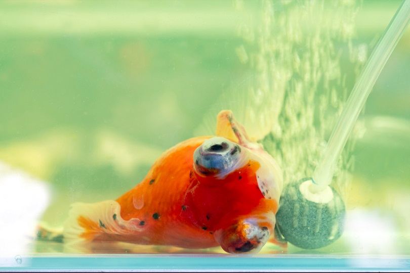 Why Is My Goldfish Sitting at the Bottom of the Tank? 10 Vet-Reviewed Reasons
