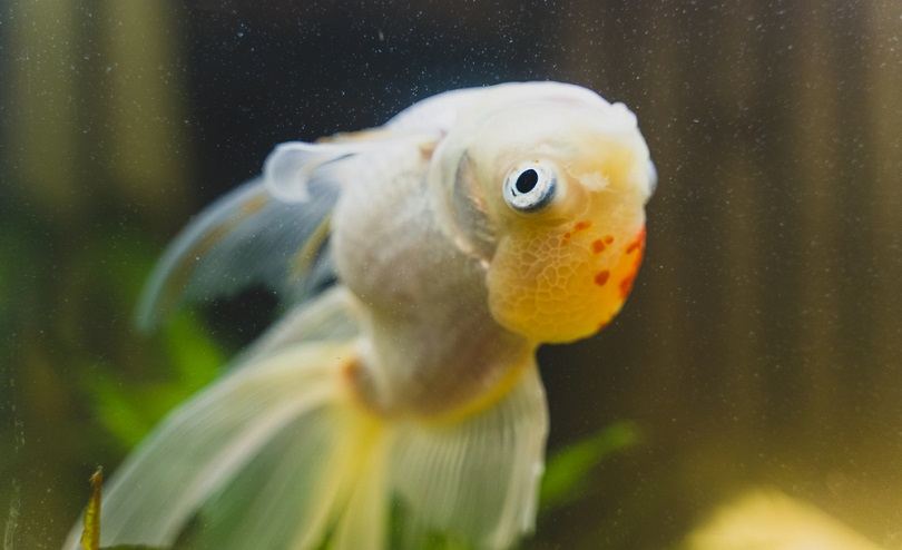 Sick goldfish seizure_Dmitri Ma_shutterstock