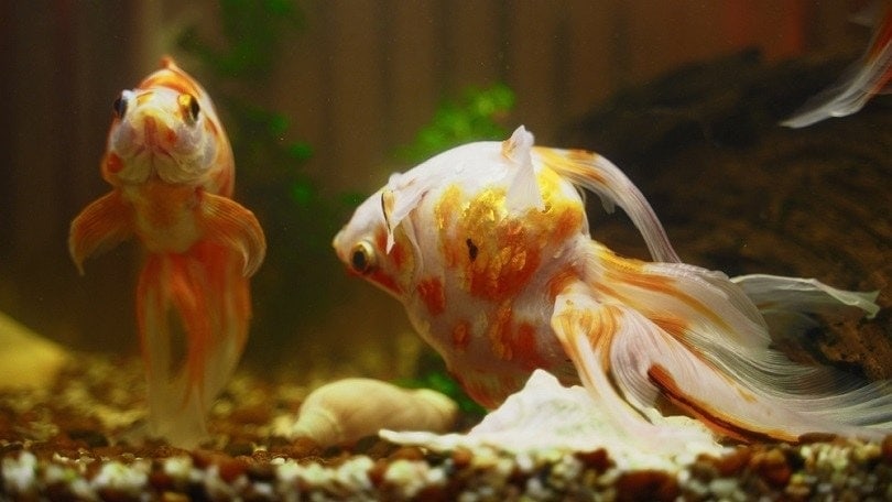 Costia Disease in Goldfish: Vet-Reviewed Causes, Signs & Treatment (Beginner's Guide)