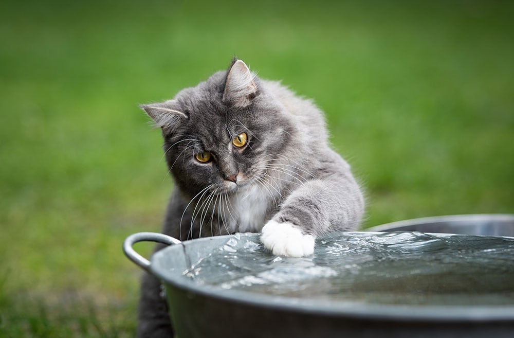 Why Does Your Cat Paw at Their Water Bowl? 5 Common Reasons