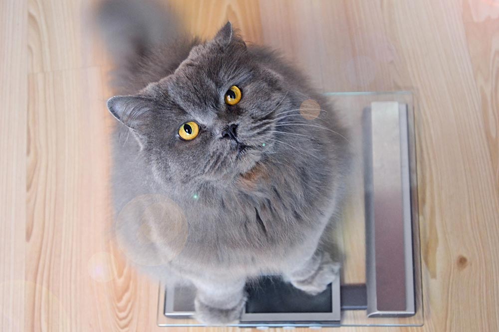How to Help a Cat With Kidney Disease Gain Weight: 6 Vet-Reviewed Solutions