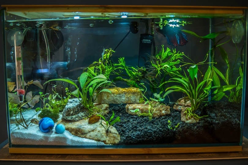 Is My Betta Filter Current Too Strong? Vet-Reviewed Tips & Advice