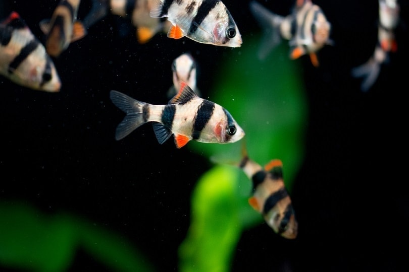 Tiger Barb Tank Mates: 10 Best Companions (With Pictures)