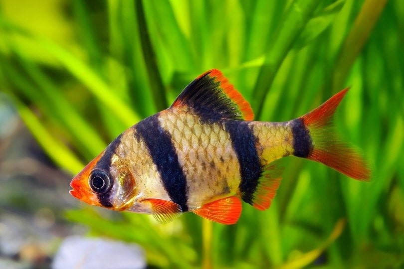 Tiger barb