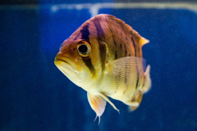 Can Fish Smell? Vet-Approved Facts & FAQ