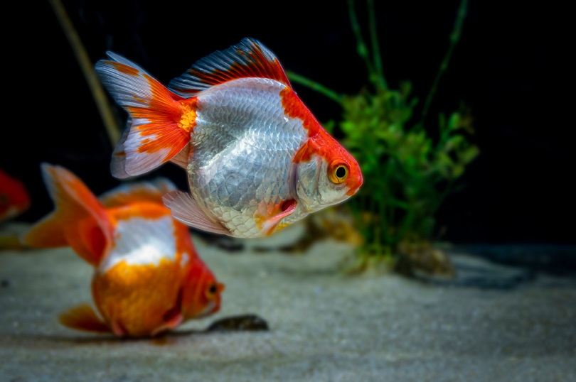 Tosakin Goldfish: Pictures, Size, Care, Tank Setup & More