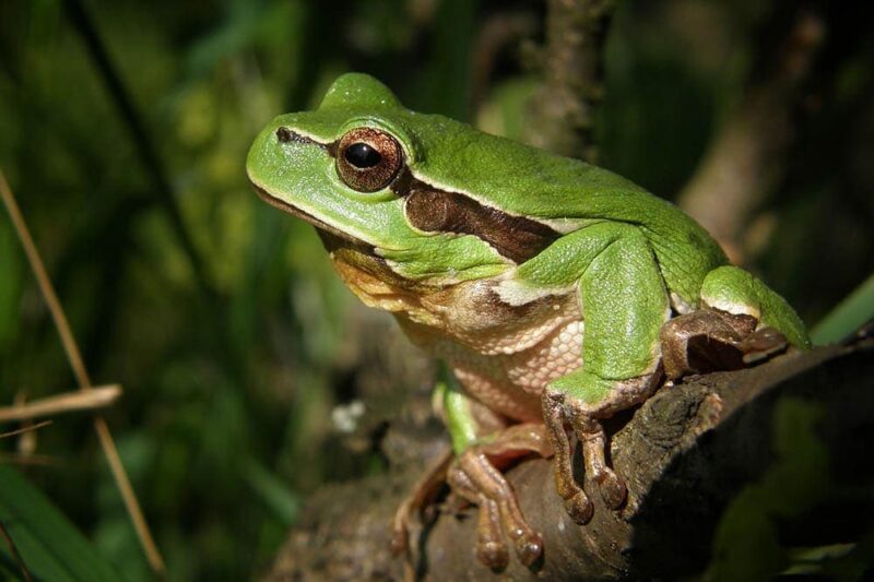 What Do Pet Frogs Eat? Vet Reviewed Diet Facts