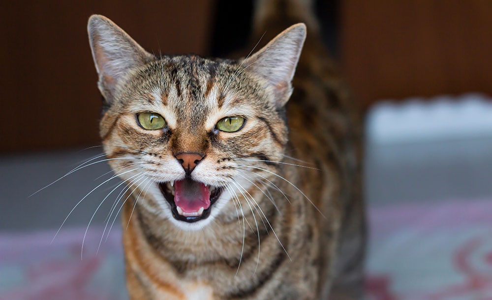 How To Stop a Cat In Heat From Meowing: 5 Vet Approved Tips
