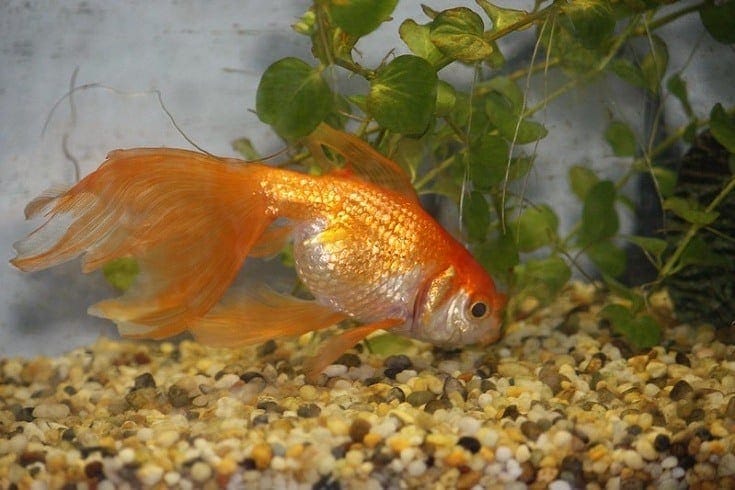 Do Goldfish Sleep? Here's How to Tell by These 3 Strange Habits