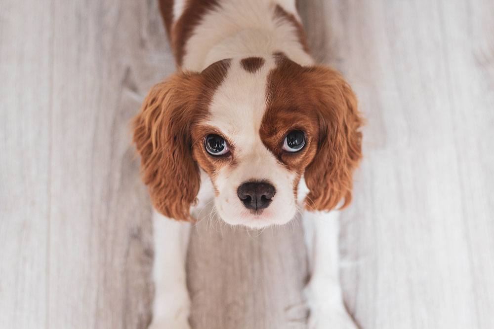 How Long Do Cavalier King Charles Spaniels Live? Average Life Span, Data & Care